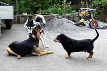 LONGER, Hund, Mischlingshund in Koblenz - Bild 10