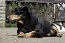 LONGER, Hund, Mischlingshund in Koblenz - Bild 12