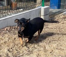 LONGER, Hund, Mischlingshund in Koblenz - Bild 3