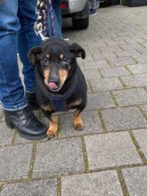 LONGER, Hund, Mischlingshund in Koblenz - Bild 6