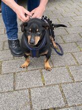 LONGER, Hund, Mischlingshund in Koblenz - Bild 8