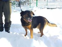 MUNIEK, Hund, Mischlingshund in Polen - Bild 3