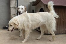 GAIA, Hund, Maremmano-Irish Setter-Mix in Italien - Bild 12