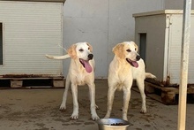 GAIA, Hund, Maremmano-Irish Setter-Mix in Italien - Bild 22