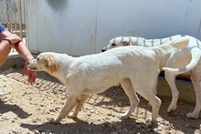 GAIA, Hund, Maremmano-Irish Setter-Mix in Italien - Bild 25