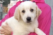 GAIA, Hund, Maremmano-Irish Setter-Mix in Italien - Bild 34