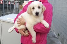 GAIA, Hund, Maremmano-Irish Setter-Mix in Italien - Bild 35