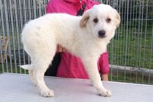GAIA, Hund, Maremmano-Irish Setter-Mix in Italien - Bild 36