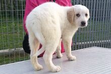 GAIA, Hund, Maremmano-Irish Setter-Mix in Italien - Bild 39