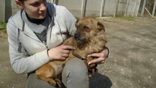 GIOTTO, Hund, Mischlingshund in Ungarn - Bild 2