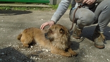 GIOTTO, Hund, Mischlingshund in Ungarn - Bild 3
