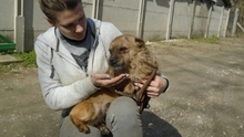GIOTTO, Hund, Mischlingshund in Ungarn - Bild 4