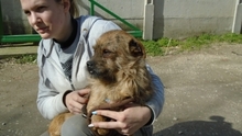 GIOTTO, Hund, Mischlingshund in Ungarn - Bild 5