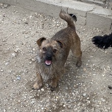 GIOTTO, Hund, Mischlingshund in Ungarn - Bild 7
