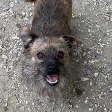 GIOTTO, Hund, Mischlingshund in Ungarn - Bild 8