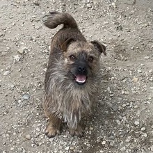 GIOTTO, Hund, Mischlingshund in Ungarn - Bild 9