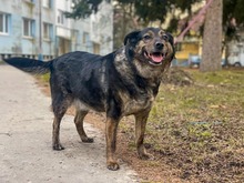 MISHKA, Hund, Mischlingshund in Slowakische Republik - Bild 10