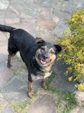 MISHKA, Hund, Mischlingshund in Slowakische Republik - Bild 15