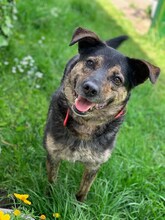 MISHKA, Hund, Mischlingshund in Slowakische Republik - Bild 4