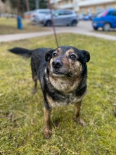 MISHKA, Hund, Mischlingshund in Slowakische Republik - Bild 5