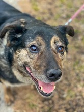 MISHKA, Hund, Mischlingshund in Slowakische Republik - Bild 9