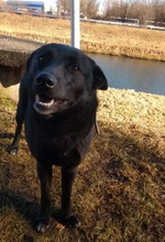 BESY, Hund, Mischlingshund in Slowakische Republik - Bild 1