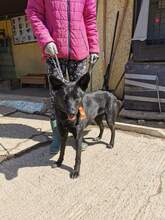 BESY, Hund, Mischlingshund in Slowakische Republik - Bild 18