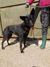 BESY, Hund, Mischlingshund in Slowakische Republik - Bild 22