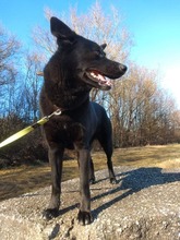 BESY, Hund, Mischlingshund in Slowakische Republik - Bild 4