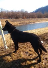 BESY, Hund, Mischlingshund in Slowakische Republik - Bild 8
