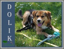 DOLIK, Hund, Mischlingshund in Overath - Bild 1
