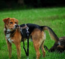 DOLIK, Hund, Mischlingshund in Overath - Bild 10
