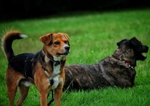 DOLIK, Hund, Mischlingshund in Overath - Bild 12