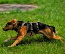 DOLIK, Hund, Mischlingshund in Overath - Bild 13