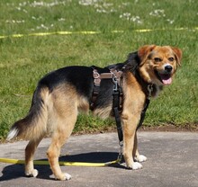 DOLIK, Hund, Mischlingshund in Overath - Bild 3