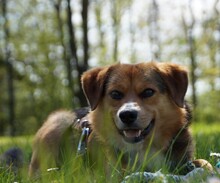 DOLIK, Hund, Mischlingshund in Overath - Bild 4