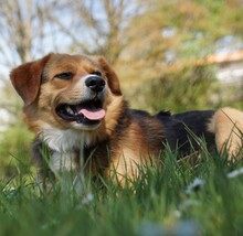 DOLIK, Hund, Mischlingshund in Overath - Bild 5