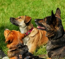 DOLIK, Hund, Mischlingshund in Overath - Bild 8