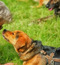 DOLIK, Hund, Mischlingshund in Overath - Bild 9