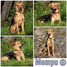 MEMPU, Hund, Mischlingshund in Lonnig - Bild 1