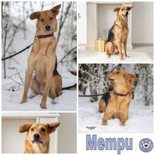 MEMPU, Hund, Mischlingshund in Lonnig - Bild 2