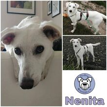 NENITA, Hund, Mischlingshund in Maisach - Bild 1