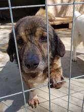 BOB, Hund, Mischlingshund in Rumänien - Bild 1