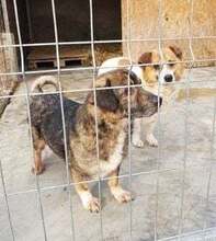 BOB, Hund, Mischlingshund in Rumänien - Bild 2