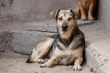 ARTHUR, Hund, Mischlingshund in Ungarn - Bild 1