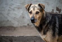 ARTHUR, Hund, Mischlingshund in Ungarn - Bild 2
