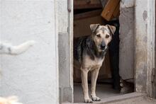 ARTHUR, Hund, Mischlingshund in Ungarn - Bild 3
