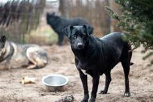 BIENE, Hund, Mischlingshund in Ungarn - Bild 1