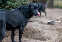 BIENE, Hund, Mischlingshund in Ungarn - Bild 2