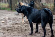 BIENE, Hund, Mischlingshund in Ungarn - Bild 3
